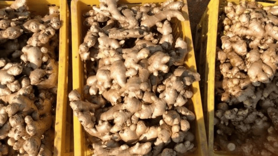 split-sun-dried-ginger-roots-asta-quality