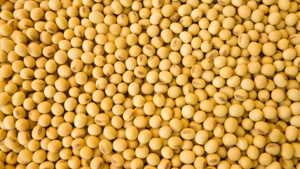 bulk-non-gmo-yellow-soybeans-grain-export-specifications