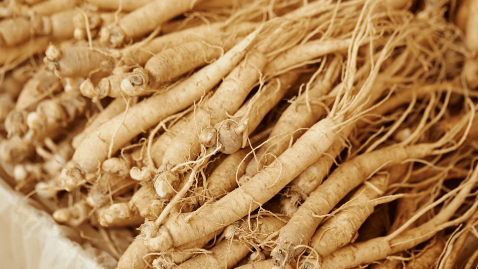 premium-dried-panax-ginseng-root-export-quality