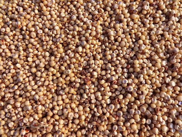 : premium-red-and-white-sorghum-seeds-bulk-export