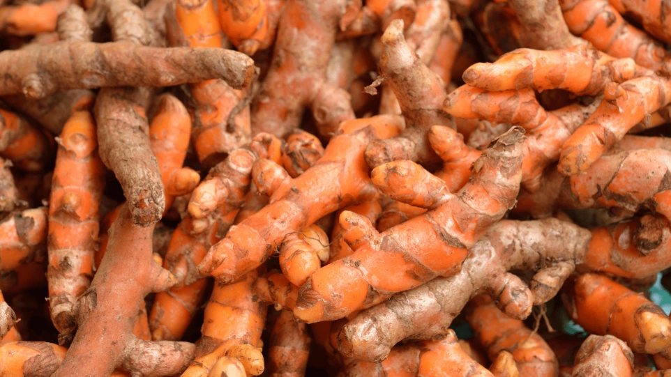 high-curcumin-polished-dried-turmeric-fingers